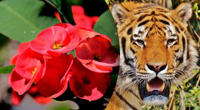 Китайский гороскоп на сегодня 15 октября: Тиграм - потери, Свиньям - вызовы