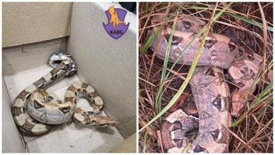 Ховалася просто в траві: під Києвом знайшли величезну змію