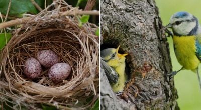 Чи знають птахи, скільки яєць у них в гніздах: неочікувана відповідь орнітологів