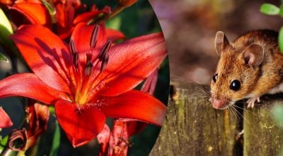 Китайский гороскоп на сегодня 16 октября: Крысам - конфликт, Кроликам - сплетни