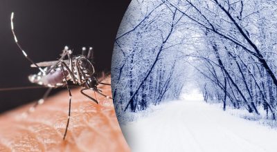 Зима без укусів: куди насправді зникають комарі під час зимових холодів