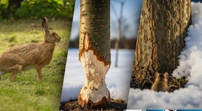 Гризуни обходять стороною: автор розкрив прості народні методи захисту дерев