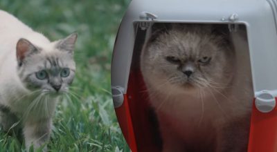 Більшість господарів навіть не здогадуються - як зрозуміти, що кіт нещасний