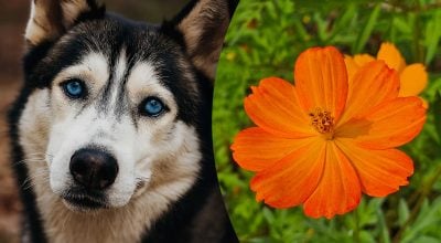 Китайский гороскоп на сегодня 17 октября: Быкам - ссоры, Собакам - месть