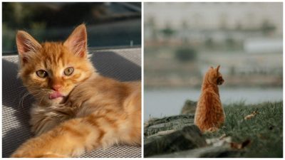 Домогосподарка залишила матері кота, а через місяць не впізнала його: що сталося з домашнім улюбленцем
