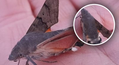 "Український колібрі": в Україні виявили унікальну комаху