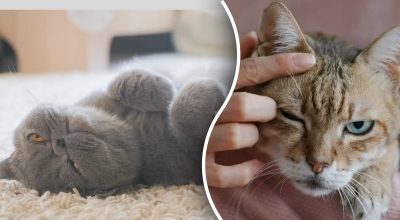 Секрет котячої "тихої влади": як коти непомітно привертають увагу господаря