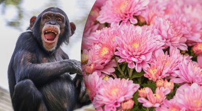 Китайский гороскоп на сегодня 18 октября: Лошадям - препятствия, Обезьянам - тревога