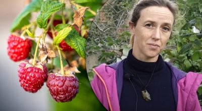 Малина, як посадити малину Малина, як посадити малину