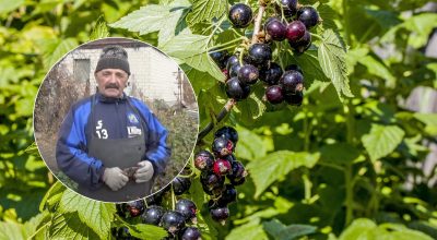 Черная смородина Черная смородина