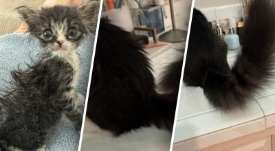 "Королівський шлейф": жінка взяла з притулку крихітне кошеня - що з нього виросло