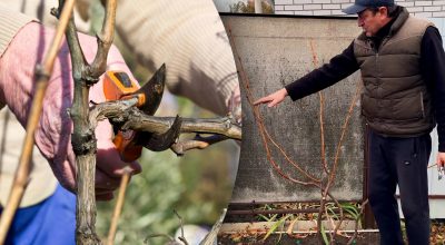 Виноградар розкрив "козирну карту": як підготувати виноград до зими без помилок