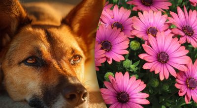 Китайський гороскоп на сьогодні 21 жовтня: Зміям - нещасний випадок, собакам - печаль