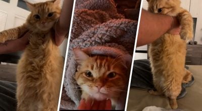 Дівчина поставила коту автоматичну годівницю: пухнастик придумав, як обійти систему