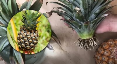 Росте в горщику краще, ніж квіти: як виростити ананас із купленого в магазині