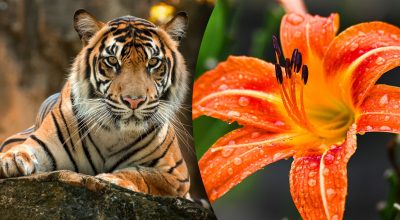 Китайский гороскоп на сегодня 22 октября: Тиграм - стыд, Змеям - глупости