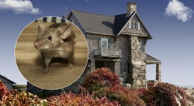 Миші підуть самі: хитрощі, які відвадять гризунів із дому