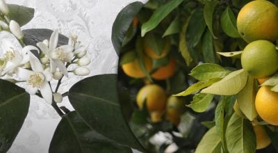 Вітамін С на підвіконні: як виростити апельсинове дерево у себе вдома