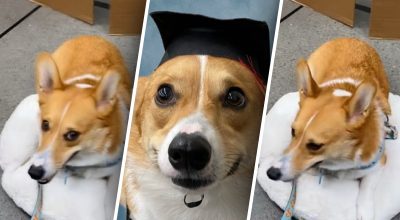 Жінка привела собаку в центр дресирування Жінка привела собаку в центр дресирування