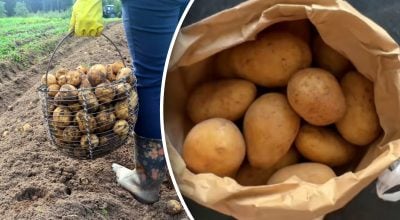 Картофель Картофель