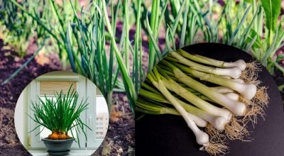 Цибуля на перо без клопоту: простий осінній трюк і не тільки для огороду