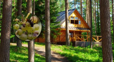 шершень шершень