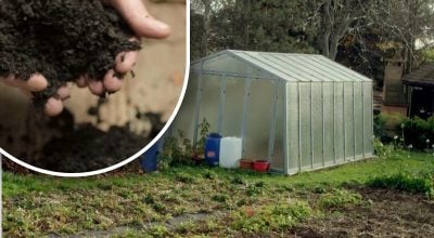 Тепличний ґрунт "оживе" за тиждень: простий натуральний засіб, який працює