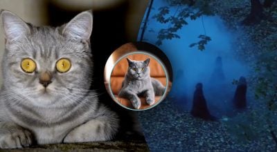 Чи можуть коти бачити душі померлих - поставлено остаточну крапку в питанні