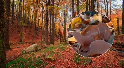 Вигляд відверто дивує: в Україні росте їстівний гриб, який схожий на вухо