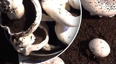 Печериці можна виростити навіть у квартирі: що для цього потрібно