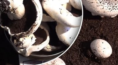 Як виростити печериці в домашніх умовах Як виростити печериці в домашніх умовах