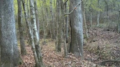 Ребус для тих, у кого чудовий зір: треба за 5 секунд знайти оленя