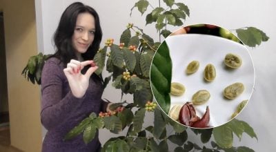 Кавове дерево у квартирі: як українка вирощує власну каву вже 8 років