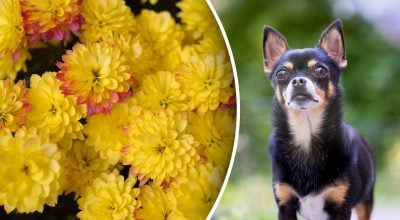 Китайский гороскоп на сегодня 26 октября: Драконам - грусть, Собакам - удача