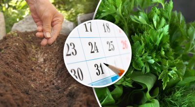 Сприятливі дні листопада: коли і що садити, щоб отримати ранній врожай