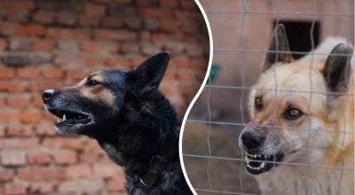 Що насправді означає гавкіт: вчені розшифрували "мову" собак