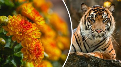 Китайский гороскоп на сегодня 27 октября: Тиграм - обида, Кроликам - гнев