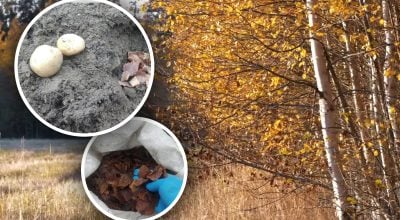 Сільський рецепт успіху: як простий прийом восени допомагає врожаю навесні