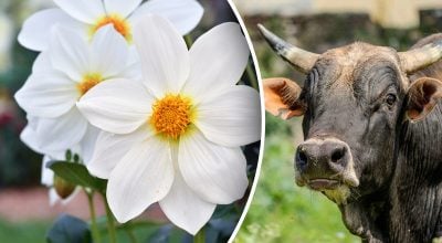 Китайский гороскоп на сегодня 28 октября: Быкам - проблемы, Драконам - зависть