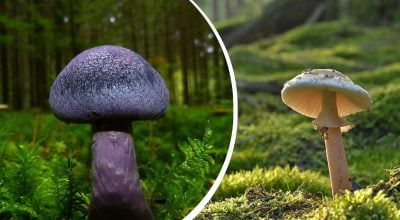 Їх розмір важко уявити: на території України колись росли гриби-гіганти