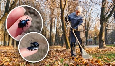 Викликає опіки і навіть смерть: в Україні помітили надзвичайно отруйну комаху