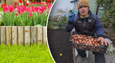 "Голландська хитрість": садівник показав ефективний спосіб посадки тюльпанів