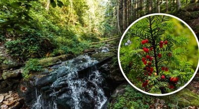 Красиве, але небезпечне: в Україні росте дерево, яке краще оминати