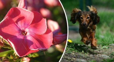 Китайский гороскоп на сегодня 29 октября: Драконам - потери, Собакам - сплетни