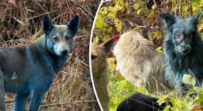 синие собаки