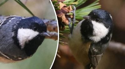 Полює на кажанів, але менший за горобця: у Дніпрі помітили рідкісного птаха