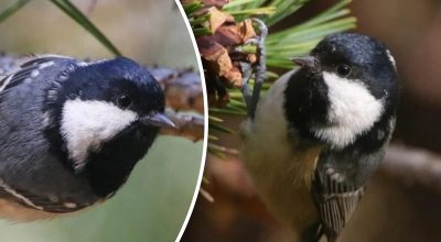 Синица черная - моногамная Синица черная - моногамная