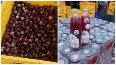 Дикі рослини - реальні гроші: секрети прибуткового бізнесу з українських лісів