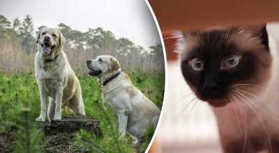 Какое домашнее животное лучше всего подходит вашему знаку зодиака Какое домашнее животное лучше всего подходит вашему знаку зодиака