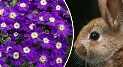 Китайський гороскоп на сьогодні 30 жовтня: Кроликам - втрата, Зміям - страх